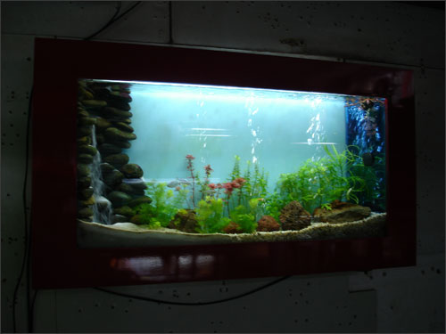 Bể thủy sinh: Đại dương thu nhỏ trong nhà bạn | ảnh 3