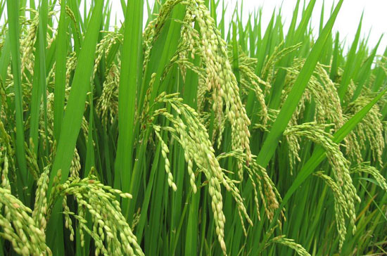 Cần bảo vệ nghiêm ngặt đất trồng lúa | ảnh 1
