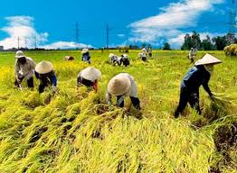Dự thảo Nghị định về quản lý, sử dụng đất trồng lúa được trình lên Thủ tướng | ảnh 1