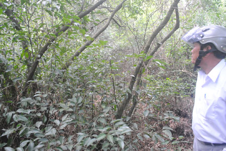 Thừa Thiên - Huế: Cấm lấy rừng phòng hộ làm sân golf | ảnh 1