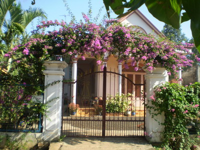 Tạo điểm nhấn rực rỡ cho ngôi nhà của bạn bằng hoa leo | ảnh 2