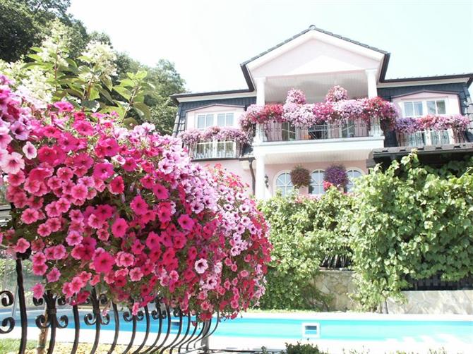 Tạo điểm nhấn rực rỡ cho ngôi nhà của bạn bằng hoa leo 2