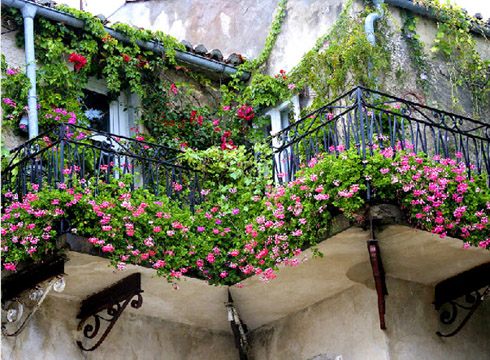 Tạo điểm nhấn rực rỡ cho ngôi nhà của bạn bằng hoa leo | ảnh 4