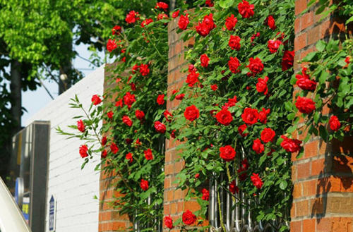 Hàng rào dây hoa xinh xắn cho ngôi nhà của bạn | ảnh 4