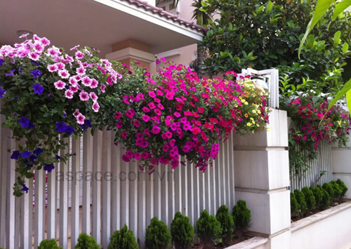 Hàng rào dây hoa xinh xắn cho ngôi nhà của bạn | ảnh 10