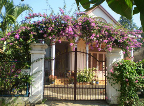 Hàng rào dây hoa xinh xắn cho ngôi nhà của bạn | ảnh 3