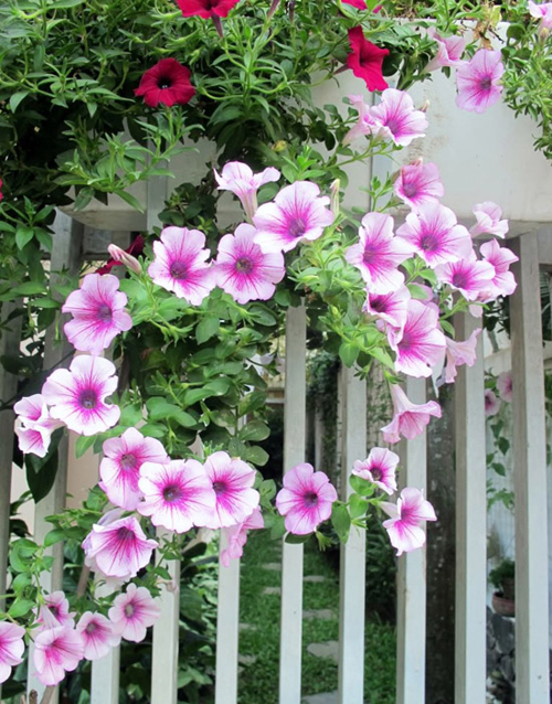 Hàng rào dây hoa xinh xắn cho ngôi nhà của bạn | ảnh 1
