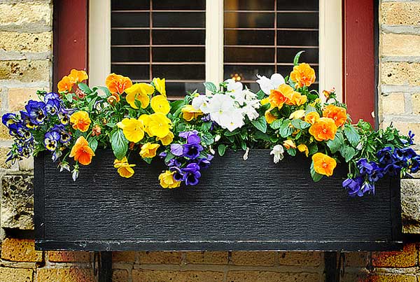 Sắc hoa rực rỡ cho những ô cửa sổ | ảnh 8