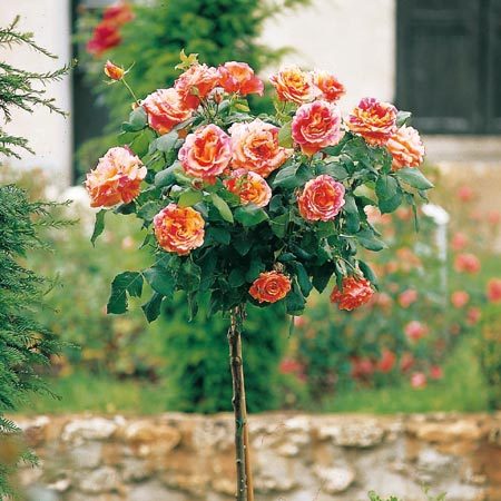 Ngôi nhà hoa hồng cho nàng lãng mạn | ảnh 15
